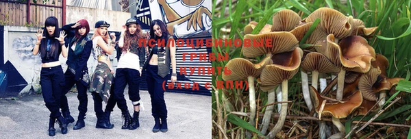 PSILOCYBIN Алзамай