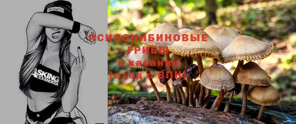PSILOCYBIN Алзамай